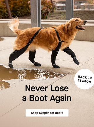 Dog wearing the Suspender Boots from Canada Pooch