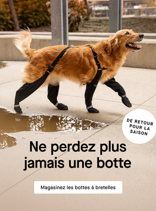 Chien portant un harnais de controle complet noir Canada Pooch