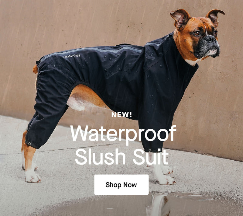 Dog wearing the Waterproof Slush Suit from Canada Pooch