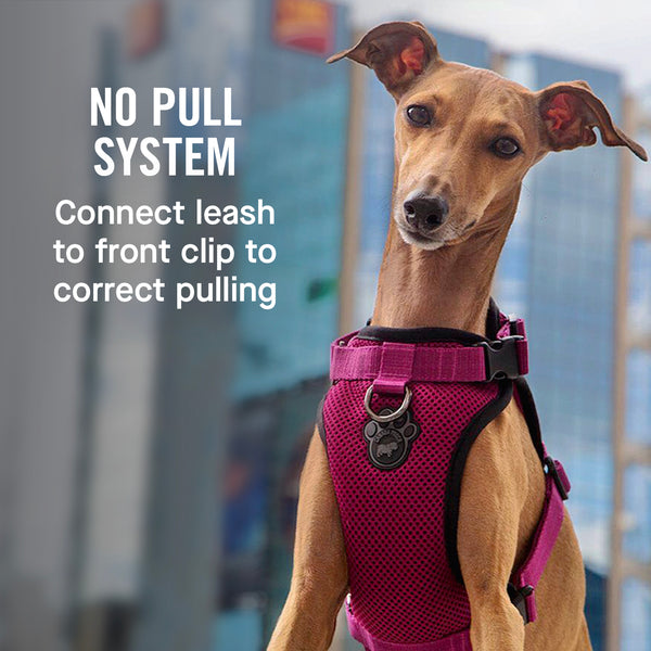 The Everything Dog Harness NoPull Dog Harness Canada Pooch