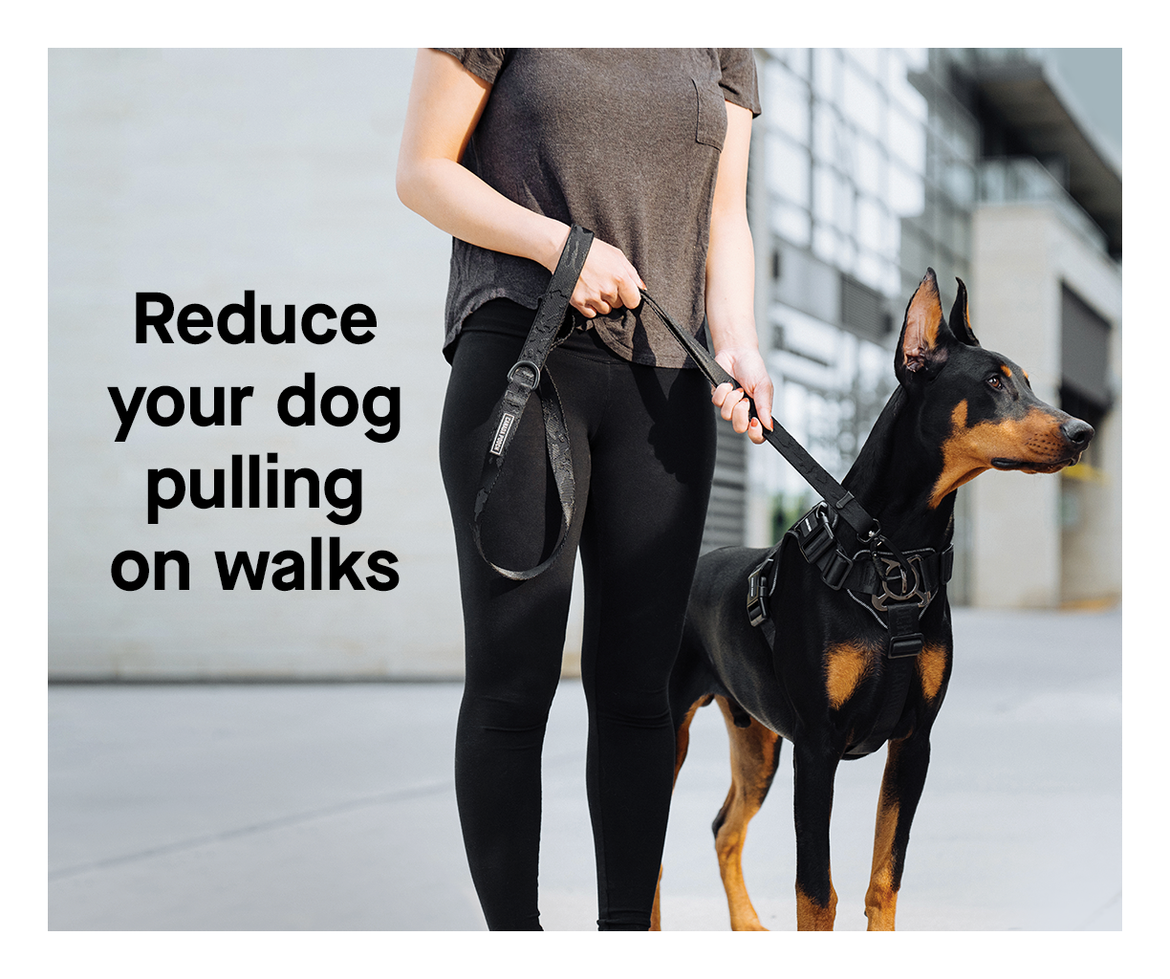 Pet parent walking dog in the complete control harness