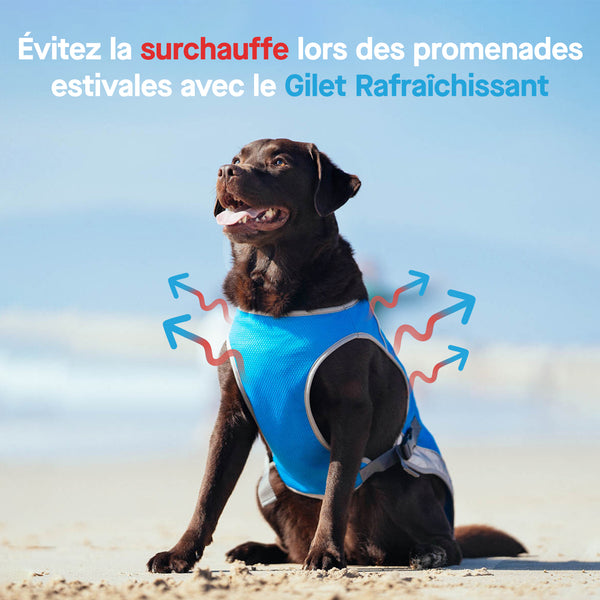 Chill Seeker Dog Cooling Vest | Canada Pooch
