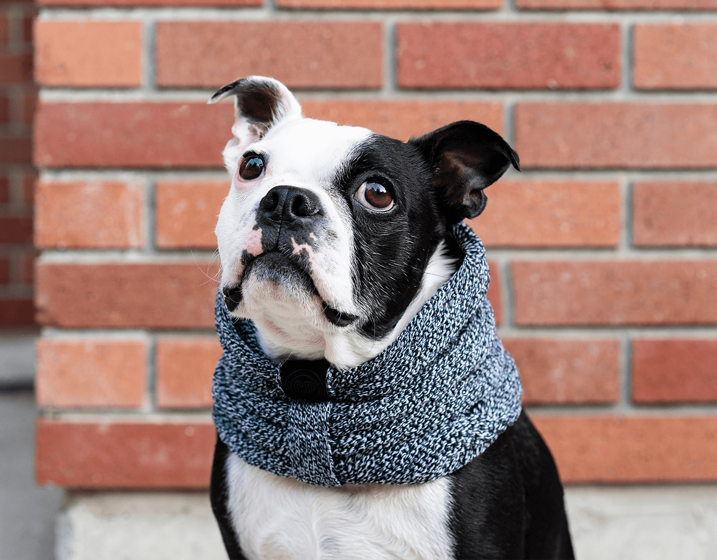 Neck scarf for dogs best sale