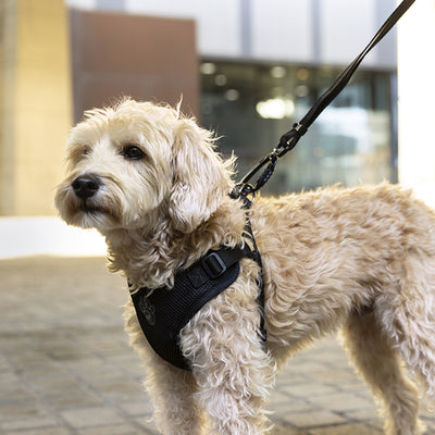 Dog wearing the Easy-On Step-In Harness from Canada Pooch