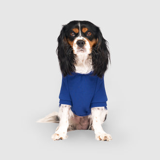 Eco+ Everyday Hoodie in Cobalt, Canada Pooch Dog Hoodie || color::cobalt|| size::16|| name:: Mr Darcy the Cavalier King Charles Spaniel|| weight::23