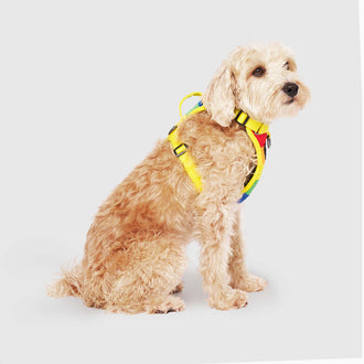 The Everything Harness Water Resistant Series in Rainbow, Canada Pooch Dog Harness|| color::rainbow|| size::M|| name:: Max the Westipoo|| weight::19.5