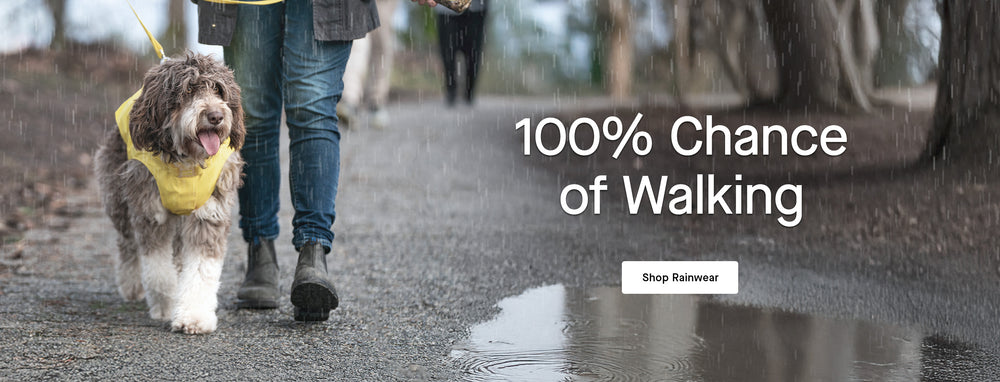 Dog wearing the Torrential Tracker from Canada Pooch