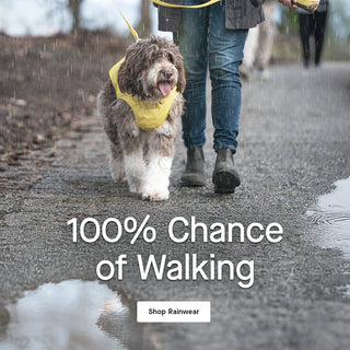 Dog wearing the Torrential Tracker from Canada Pooch