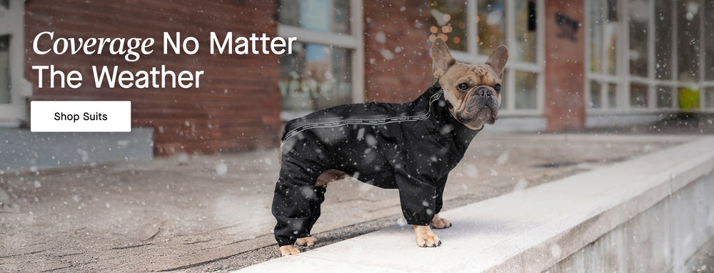 Dog wearing Canada Pooch Snow Suit in Black