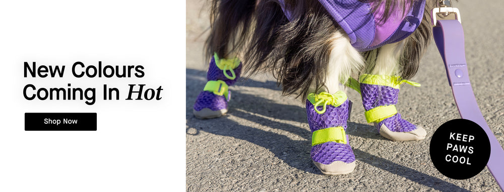 Dog wearing the Hot Pavement Boots in Purple Green from Canada Pooch