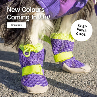 Dog wearing the Hot Pavement Boots in Purple Green from Canada Pooch