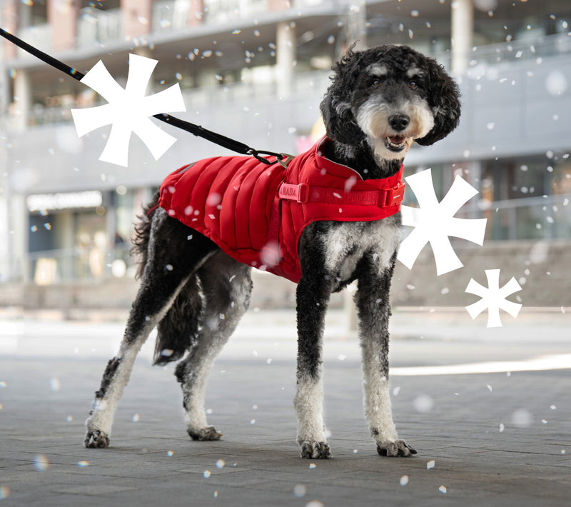 Poodle wearing Canada Pooch Harness Puffer in red