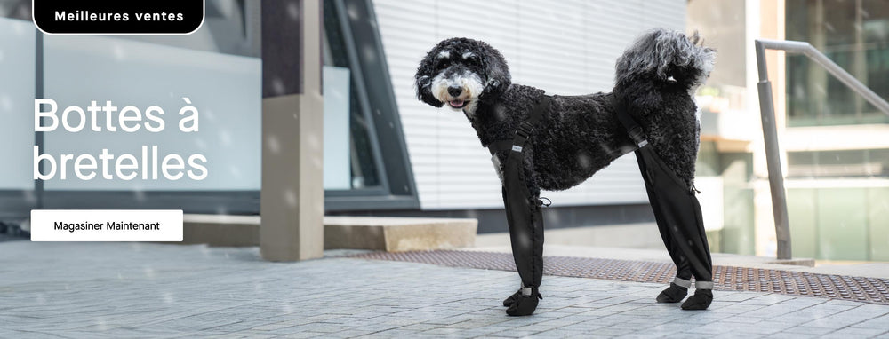 Poodle wearing Canada Pooch Suspender Boots in black