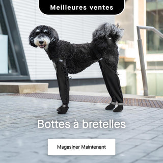 Poodle wearing Canada Pooch Suspender Boots in black