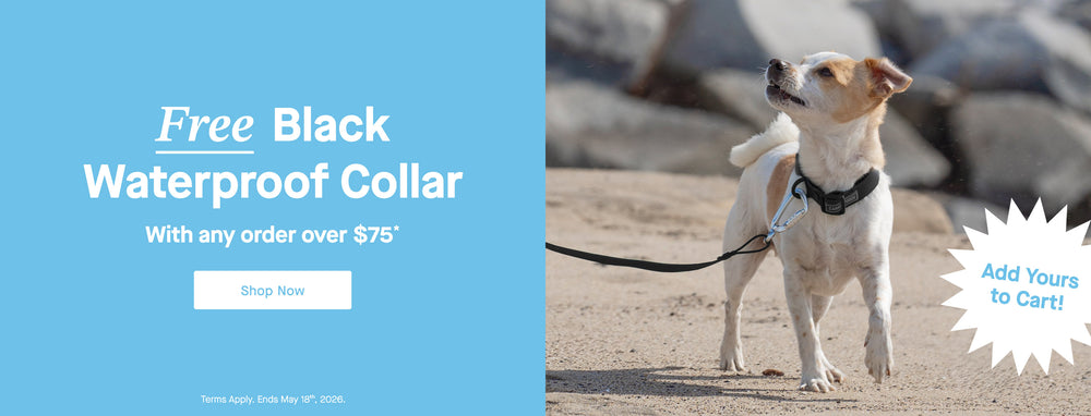 Dog wearing the black Waterproof Collar from Canada Pooch