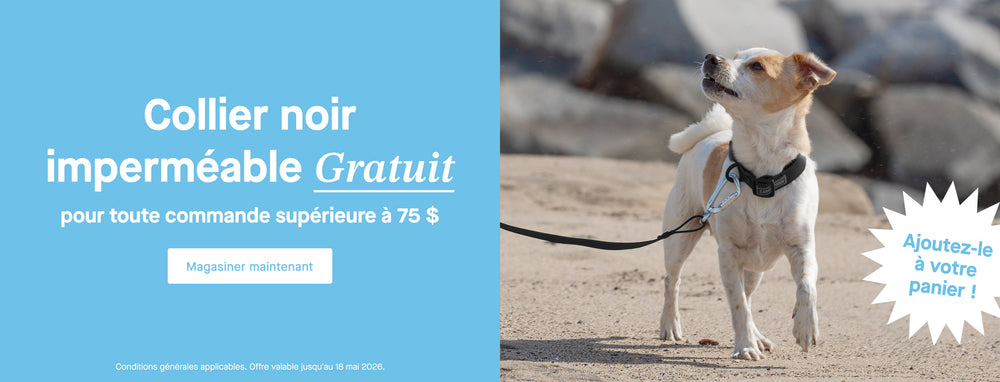 Petit chien portant une combinaison de neige Canada Pooch noire