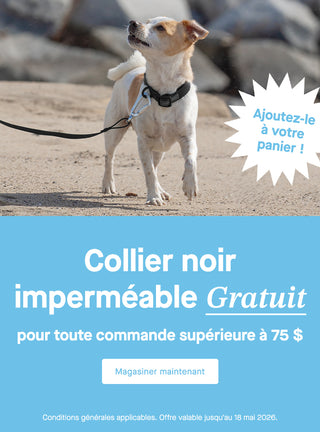 Petit chien portant une combinaison de neige Canada Pooch noire