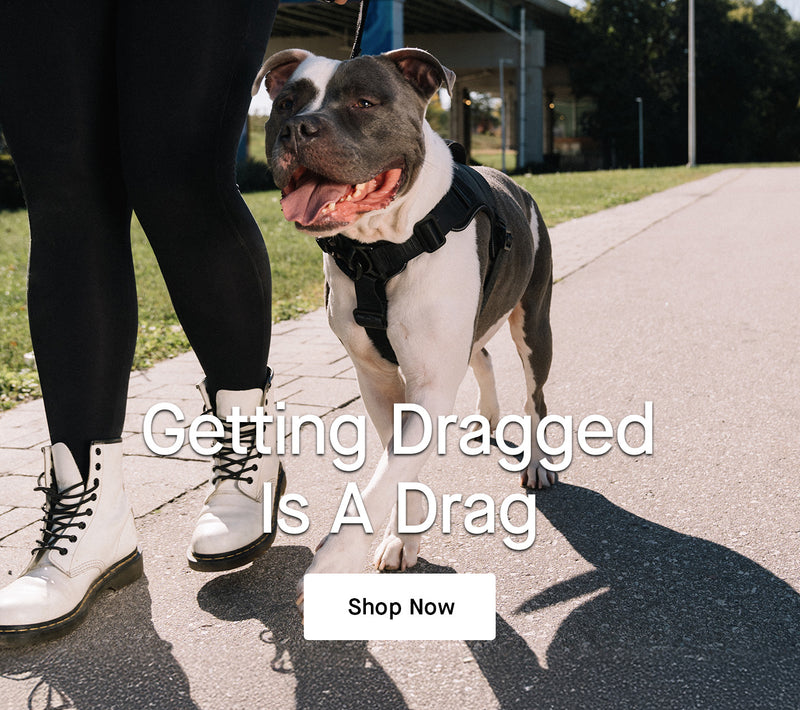 Dog wearing black Complete Control Harness from Canada Pooch