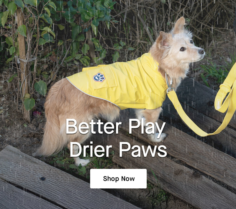 Dog wearing the Torrential Tracker from Canada Pooch