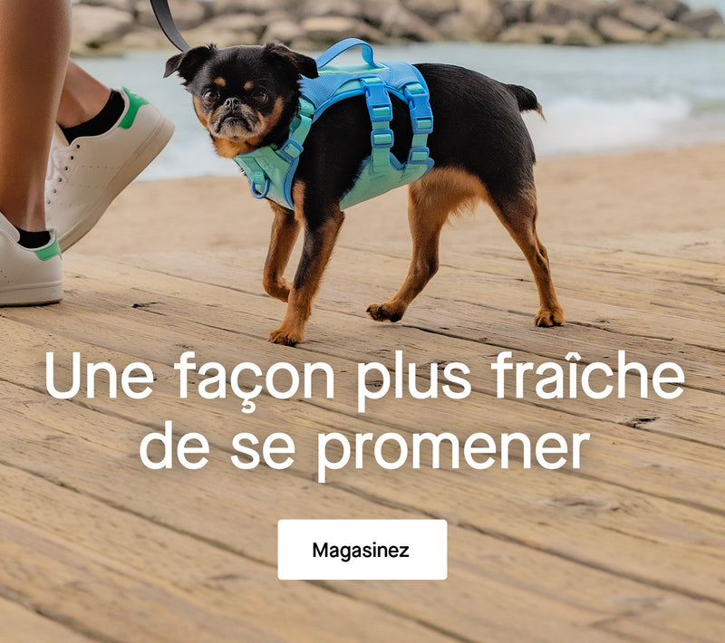 Chien portant d'Harnais de refroidissement Max Chill de Canada Pooch