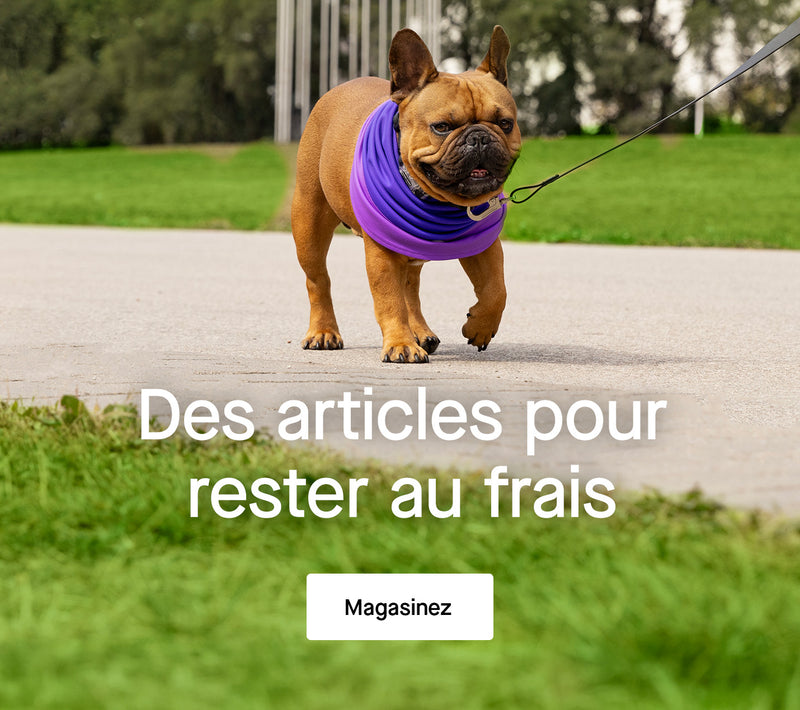 Chien portant des bottes à bretelles noires de Canada Pooch