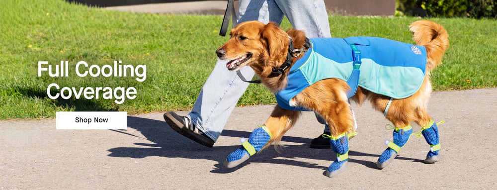 Dog wearing the Max Chill Cooling Vest and Hot Pavement Boots in blue from Canada Pooch