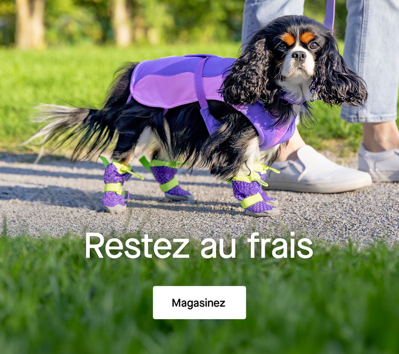 Chien portant d'Harnais de refroidissement Max Chill de Canada Pooch