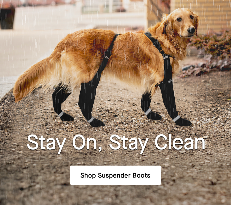 Dog wearing black Suspender Boots from Canada Pooch