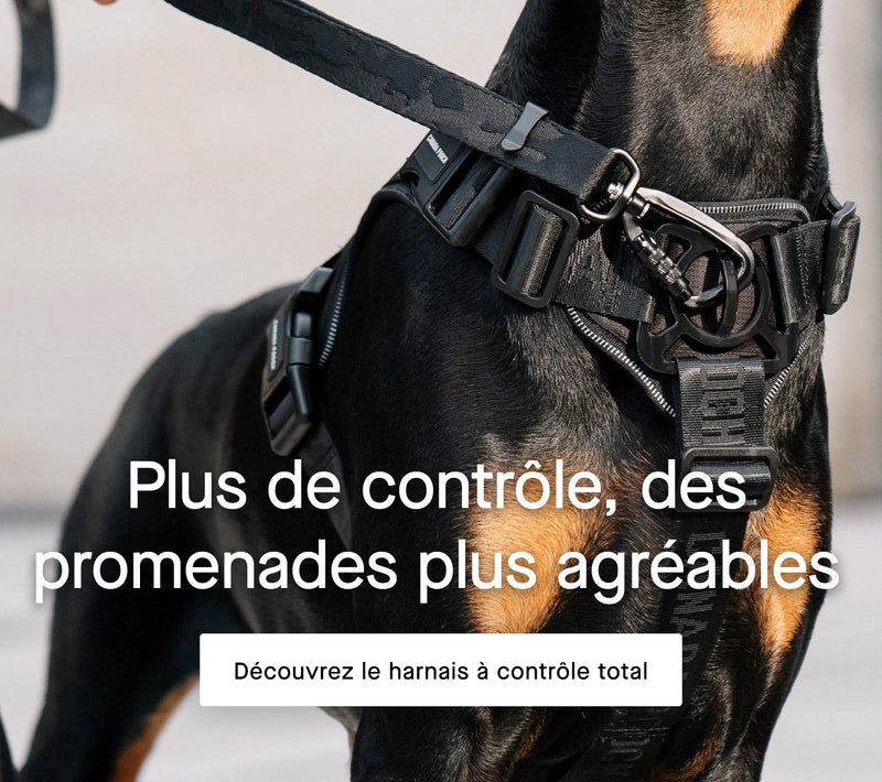 Chien portant des bottes à bretelles noires de Canada Pooch