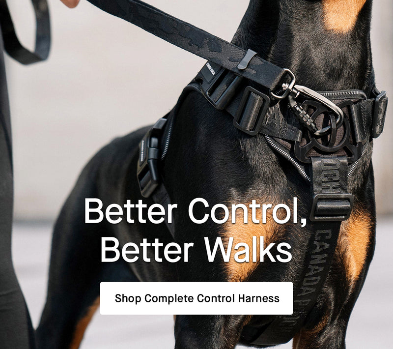 Dog wearing black Complete Control Harness from Canada Pooch