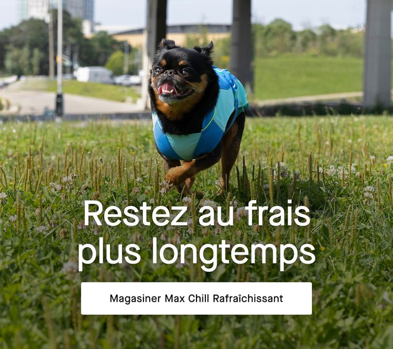 Chien portant le harnais Complete Control de Canada Pooch