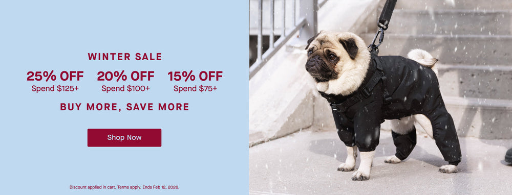 Small dog wearing Canada Pooch Snow Suit in black