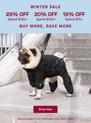 Small dog wearing Canada Pooch Snow Suit in black