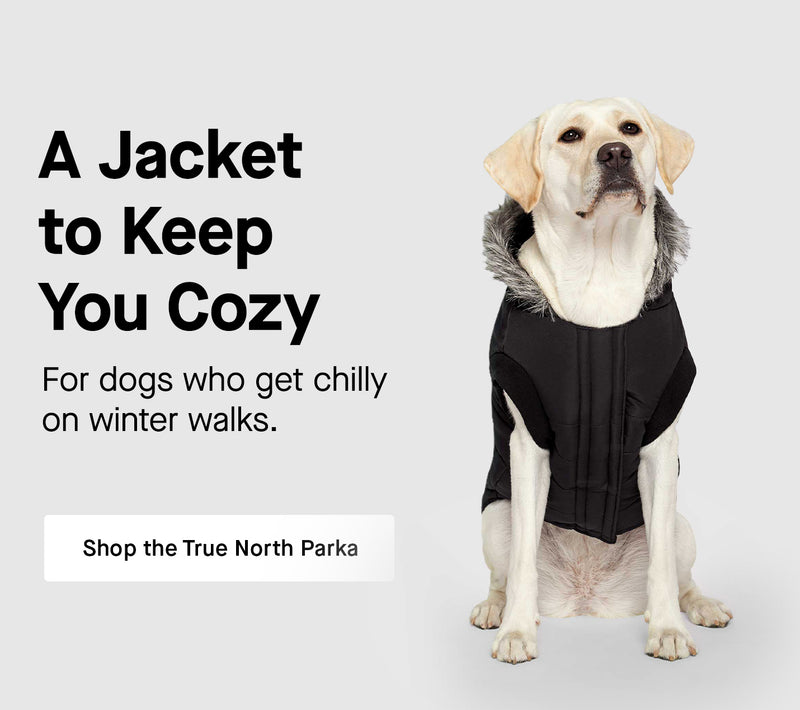 Dog wearing the True North Parka from Canada Pooch