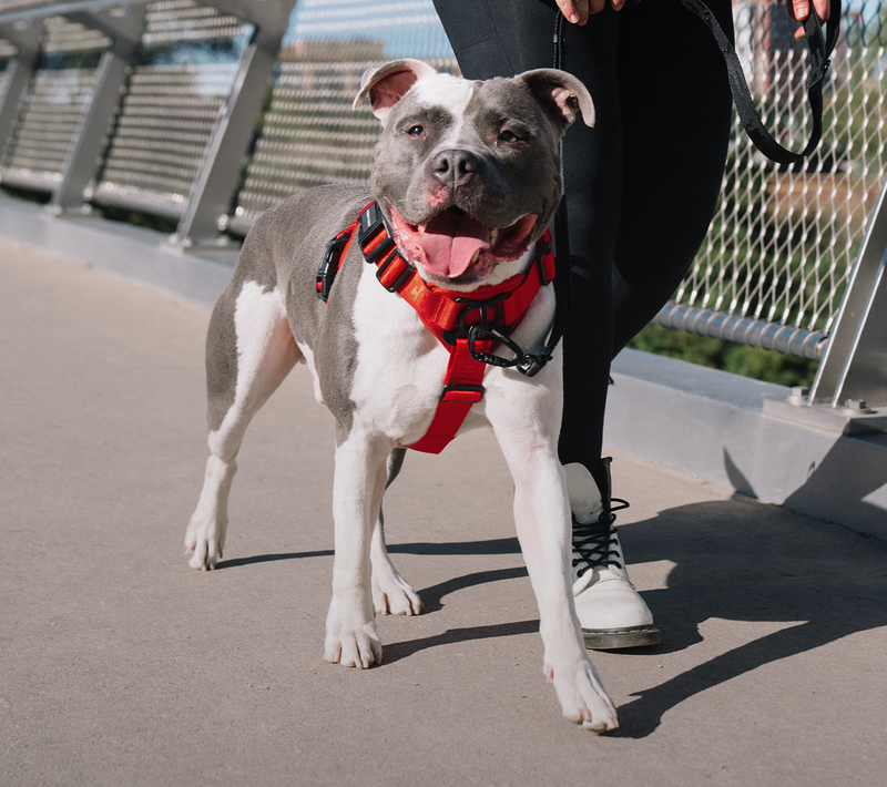 Dog wearing the Complete Control Harness from Canada Pooch
