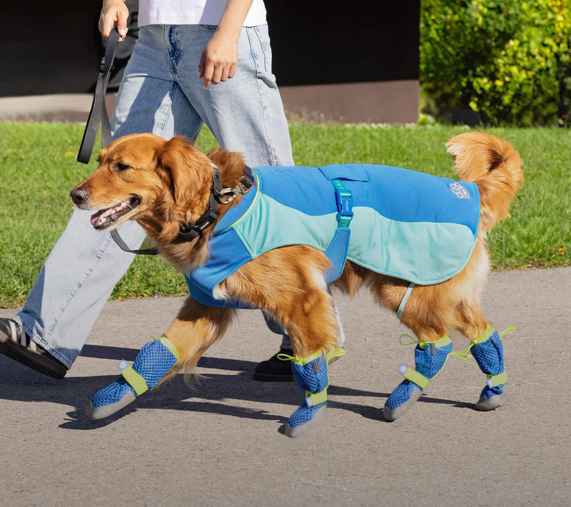 Dog wearing the Max Chill Cooling Vest and Hot Pavement Boots from Canada Pooch
