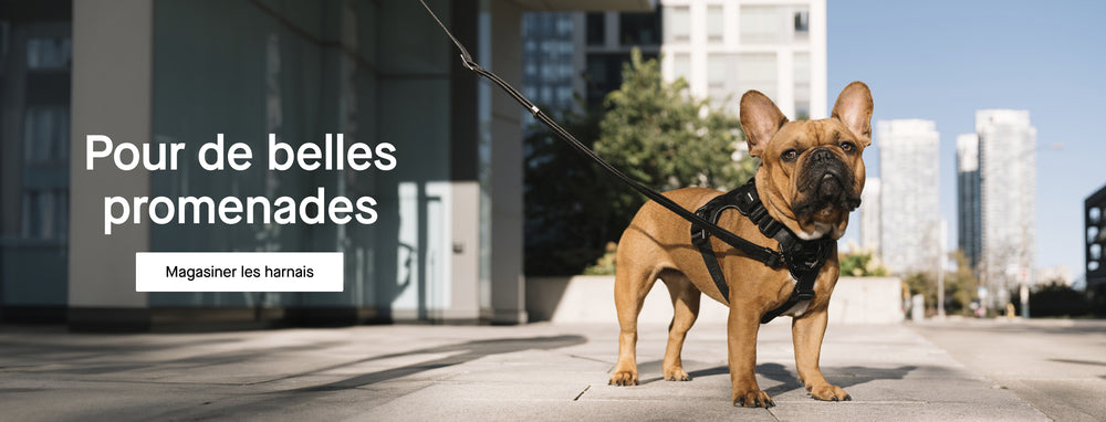 Chien portant un harnais de controle complet noir Canada Pooch
