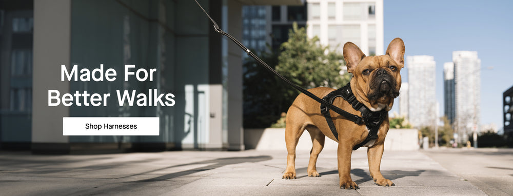 Dog wearing the black complete control Harness from Canada Pooch
