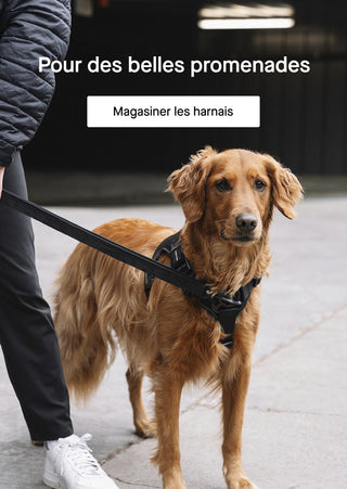 Chien portant un harnais de controle complet noir Canada Pooch