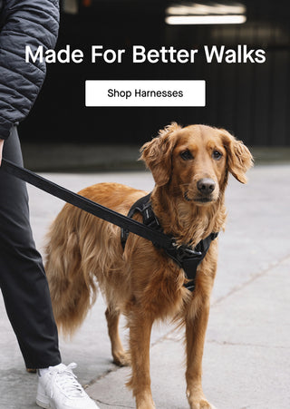 Dog wearing the black complete control Harness from Canada Pooch