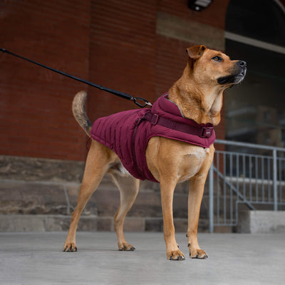 Harness Puffer in Plum, Canada Pooch, Dog Parka|| color::plum|| size::na