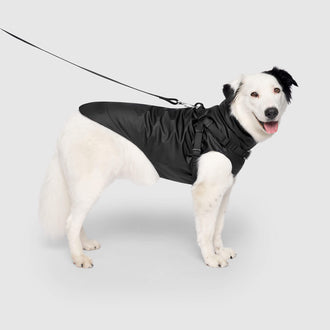 Harness Raincoat in Black, Canada Pooch Dog Raincoat|| color::black|| size::24|| name:: Coolie the Border Collie Mix|| weight::62