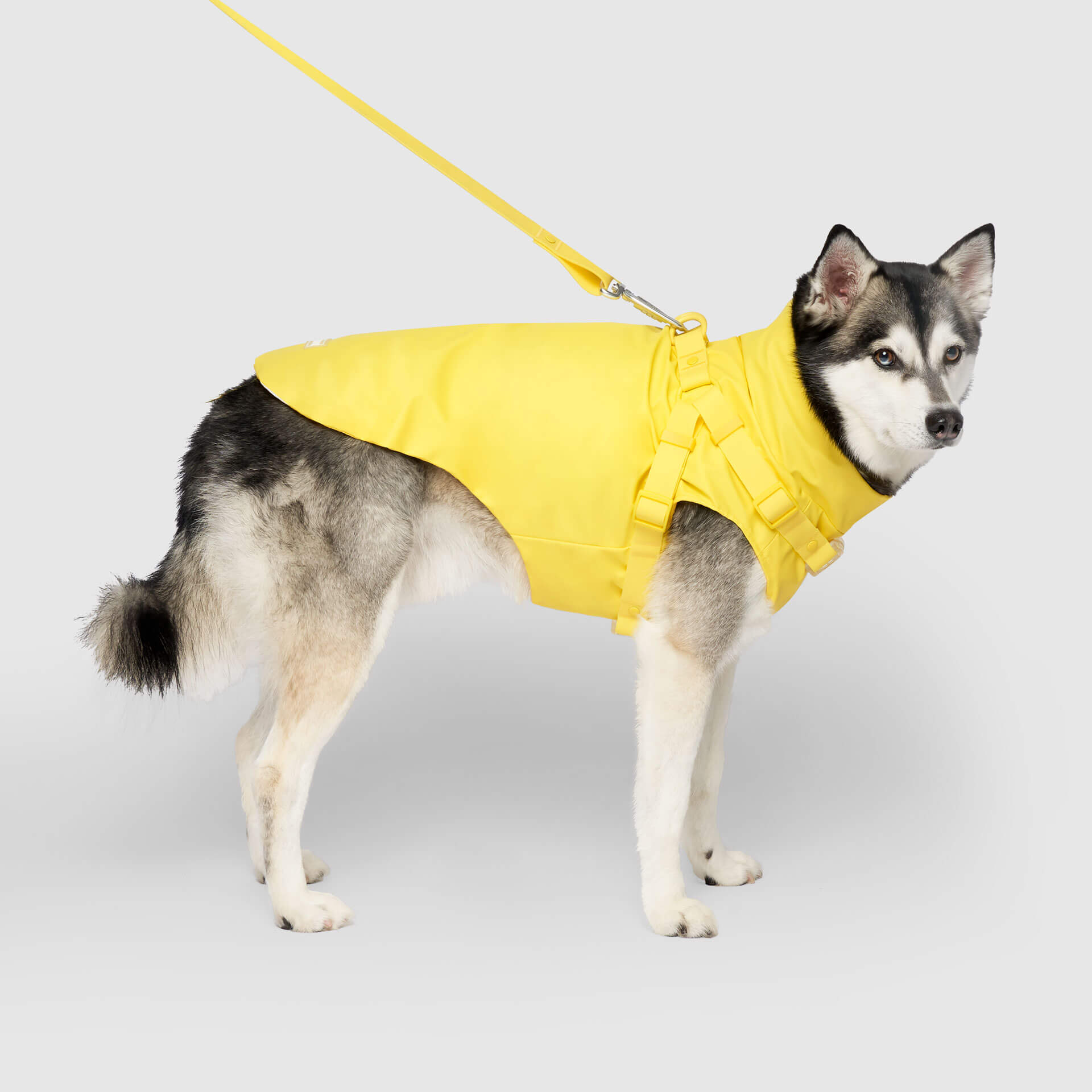 Dog in raincoat best sale