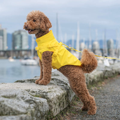 Harness Raincoat in Yellow, Canada Pooch Dog Raincoat|| color::yellow|| size::14|| name:: Winnie the Golden Doodle|| weight::16