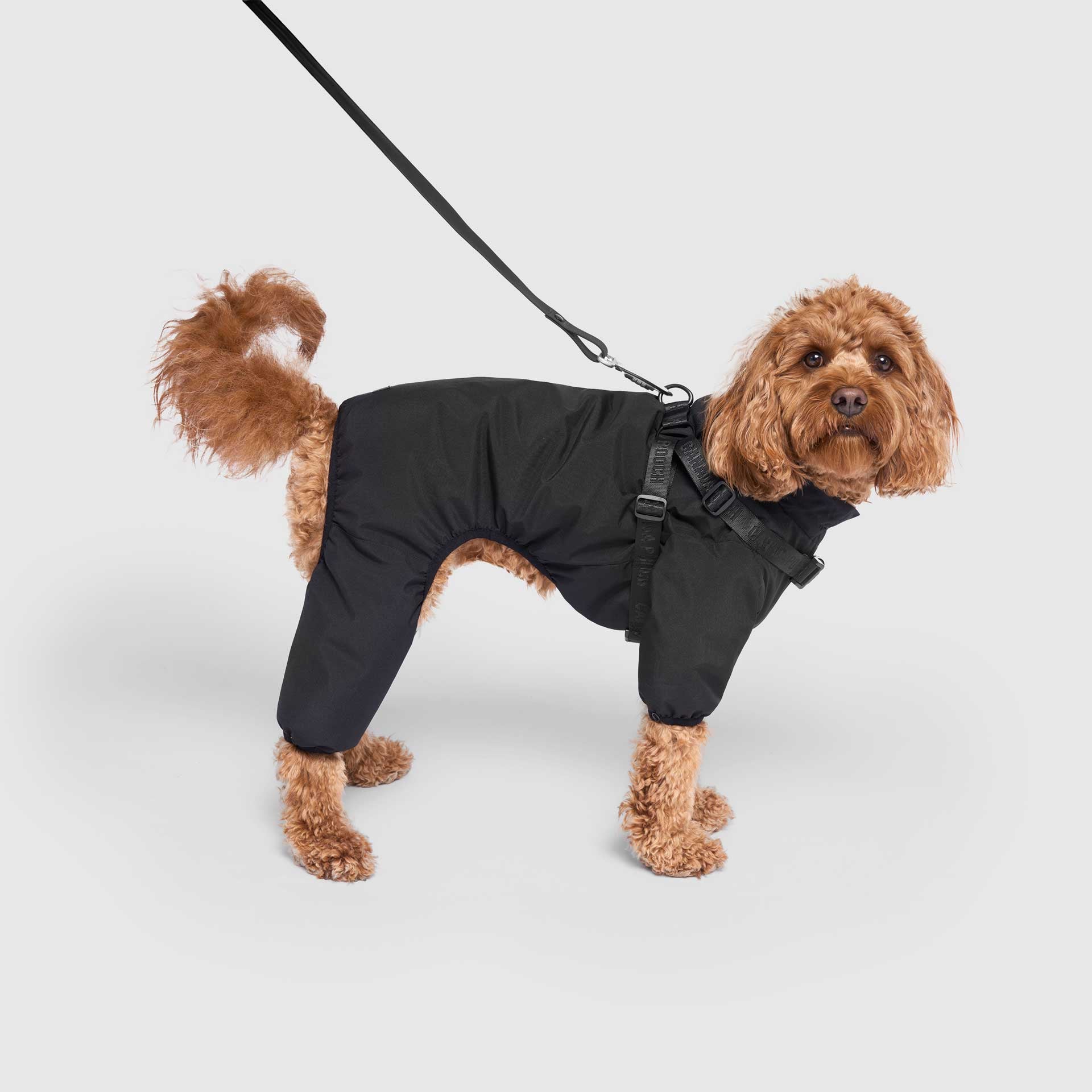 Dog security outfit best sale