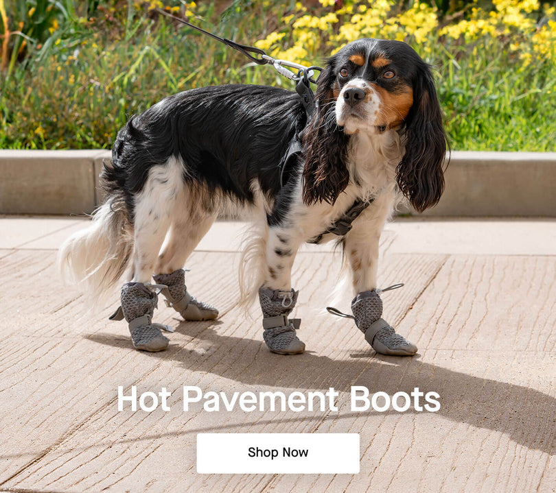 Canada Pooch Dog Clothes and Accessories Dog Apparel
