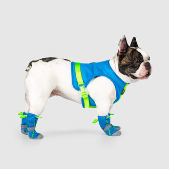 Hot Pavement Boots in Blue Green, Canada Pooch Dog Boots|| color::blue-green|| size::3|| name:: Bob the French Bulldog|| weight::55