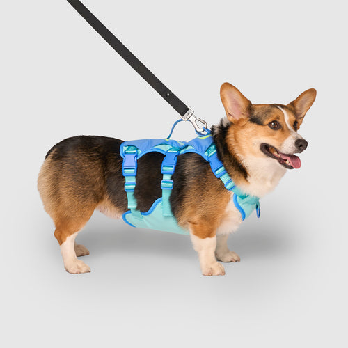 Max Chill Cooling Harness in Blue, Canada Pooch Dog Harness|| color::blue|| size::L|| name:: Sora the Corgi|| weight::32