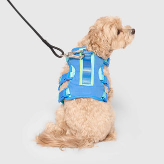 Max Chill Cooling Vest in Blue, Canada Pooch Dog Vest|| color::blue|| size::S|| name:: Pluto the Maltipoo|| weight::8