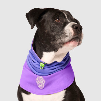 Max Chill Cooling Snood in Purple, Canada Pooch Dog Snood|| color::purple|| size::L|| name:: Cowboy the Bullmastiff Mix|| weight::92